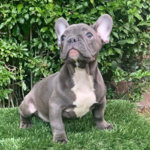 teacup french bulldog for sale near me