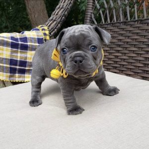 french bulldog puppies near me