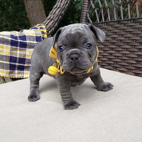 french bulldog puppies near me/frenchie for sale near me
