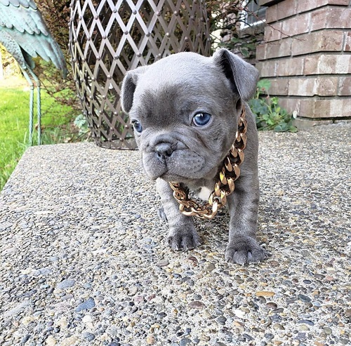 furry french bulldog for sale