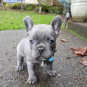 free french bulldog puppy