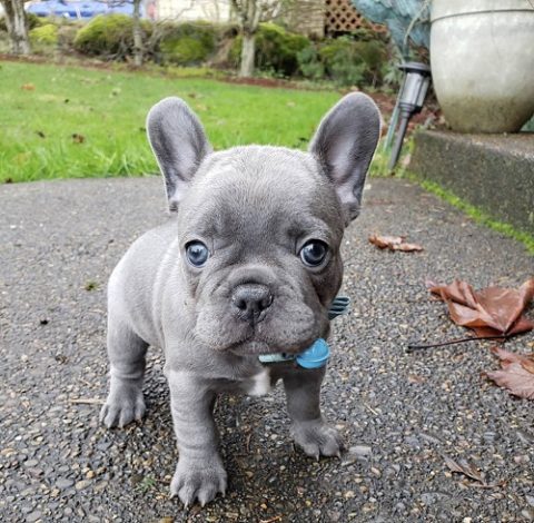 Free french bulldog puppy/free french bulldogs puppies