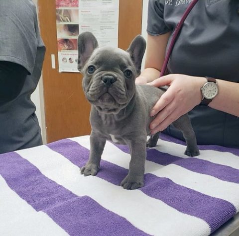 fluffy frenchie for sale/fluffy french bulldog/long haired frenchie