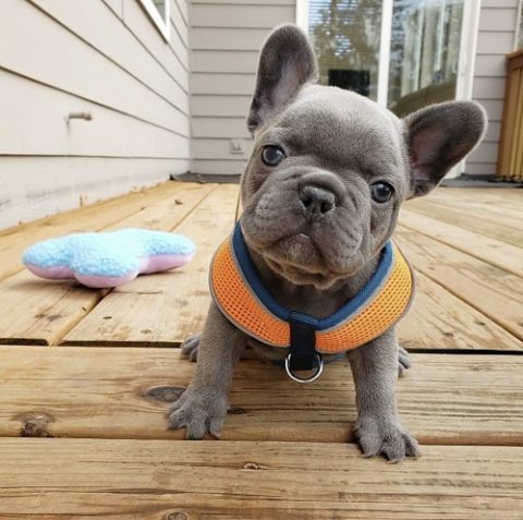 Best Cheap French Bulldog Puppies Under  500 Florida in 2023 The ultimate guide 