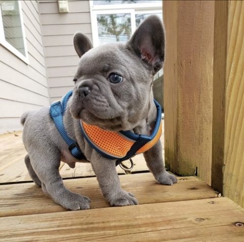 Best Cheap French Bulldog Puppies Under  500 In North Carolina of all time Check it out now 