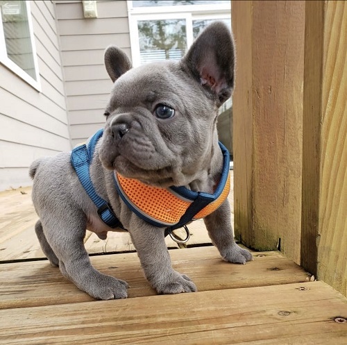 cheap french bulldog puppies under 500/Frenchies for sale