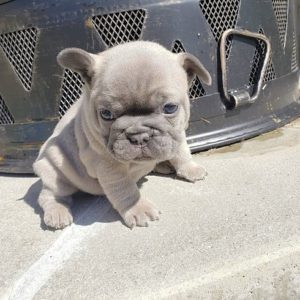 fawn french bulldog for sale