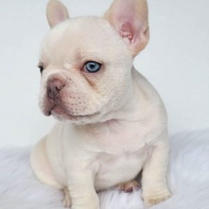 French Bulldogs for sale