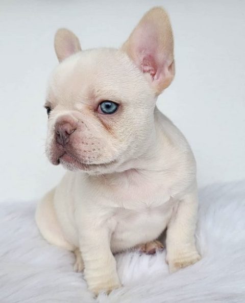 French bulldogs for sale /French Bulldog for sale