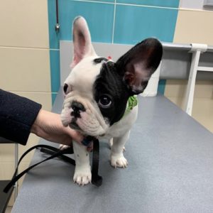 french bulldog near me for sale