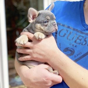 lilac french bulldogs for sale