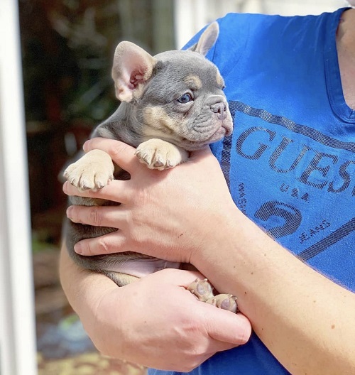 lilac french bulldogs for sale