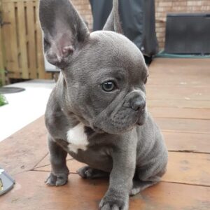 french bulldogs for sale near me