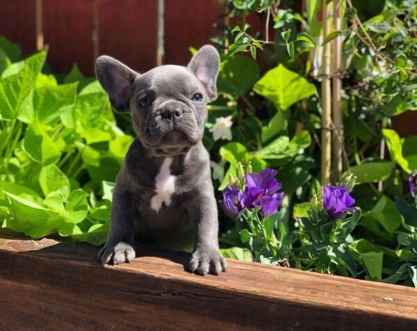 french bulldogs for sale near me/