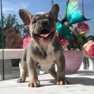 frenchies for sale