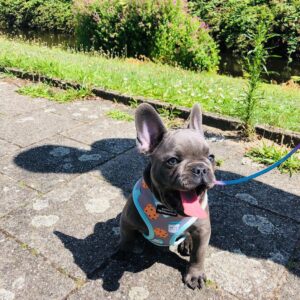 cream french bulldog puppies for sale