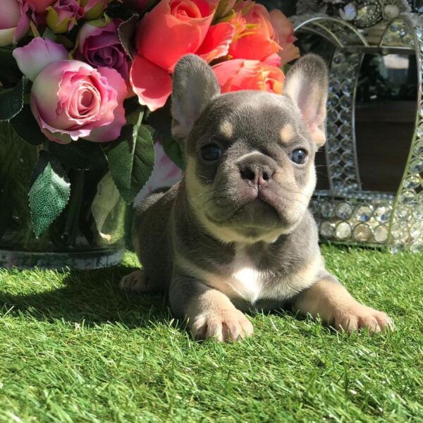 frenchies for sale