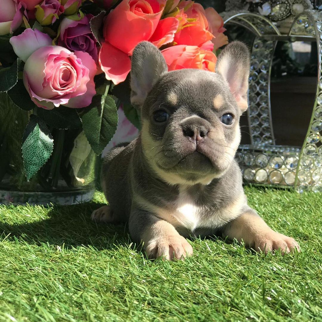 frenchies for sale/frenchies for sale near me/blue frenchies for sale