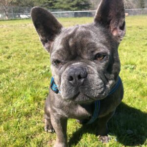 2 year old french bulldog for sale