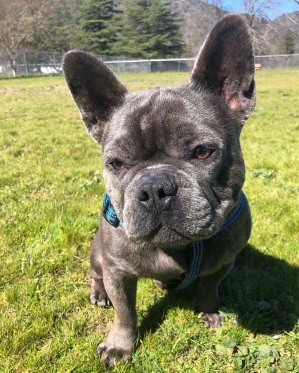 2 year old french bulldog for sale