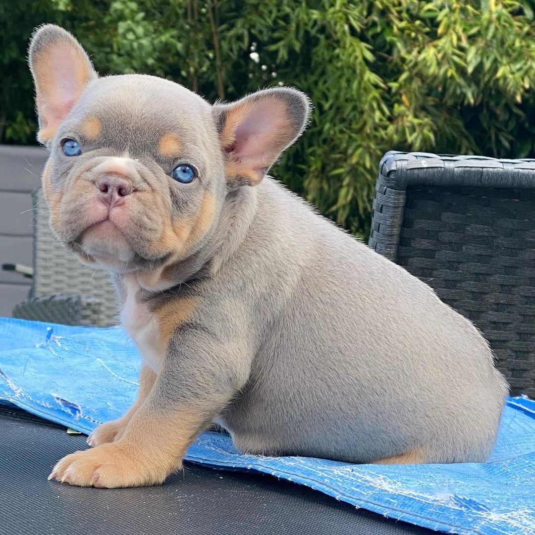 Best French Bulldog Puppies For Sale Maryland of the decade The ultimate guide 