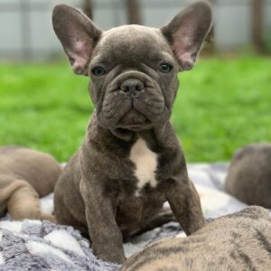 blue french bulldog for sale