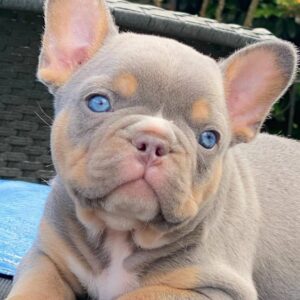 french bulldog puppies for sale