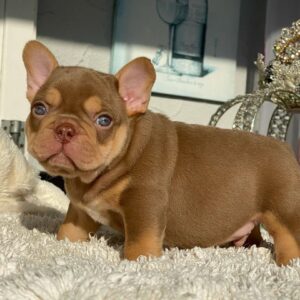 cheap french bulldog puppies for sale