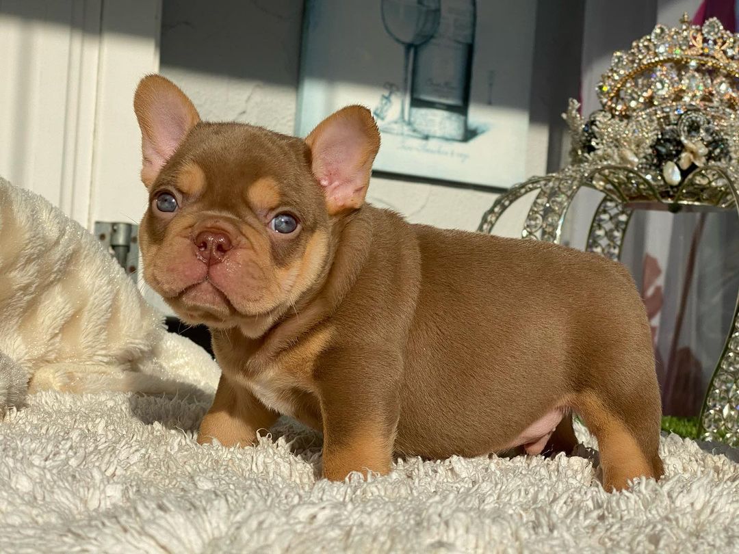 cheap french bulldog puppies for sale
