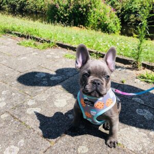 cream french bulldog puppies for sale