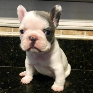 buy french bulldog near me