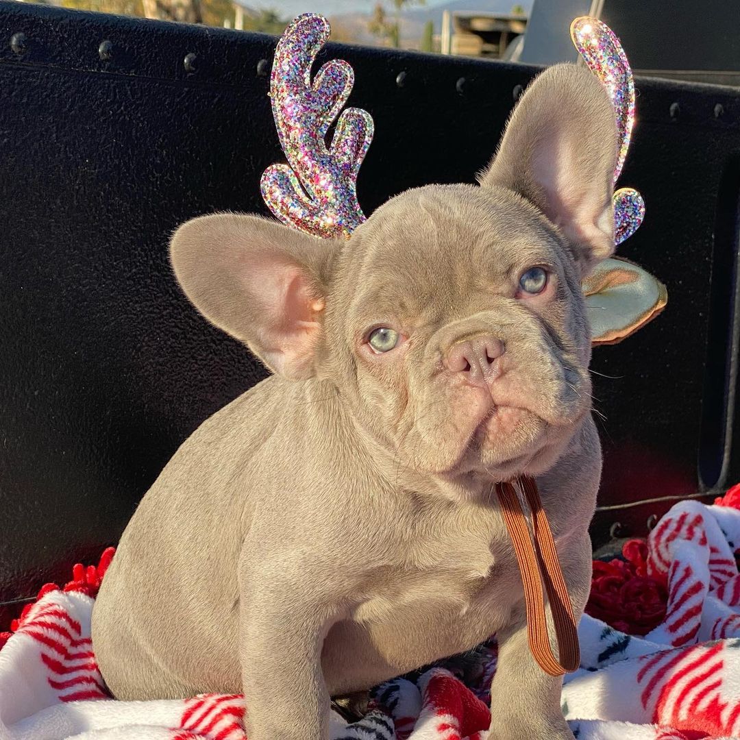 french bulldog puppies for sale under 1000/cheap french
