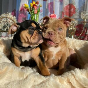 cheap french bulldog puppies for sale