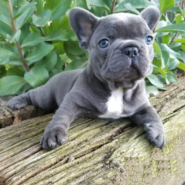 teacup french bulldog puppies for sale