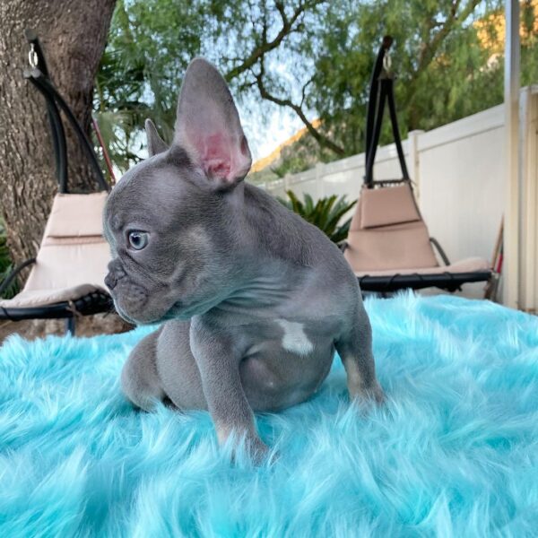 french bulldog puppies for sale ny