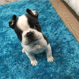 frenchton puppies for sale/frenchton puppies near me