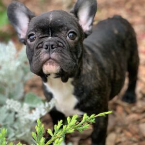 french bulldog for sale craigslist