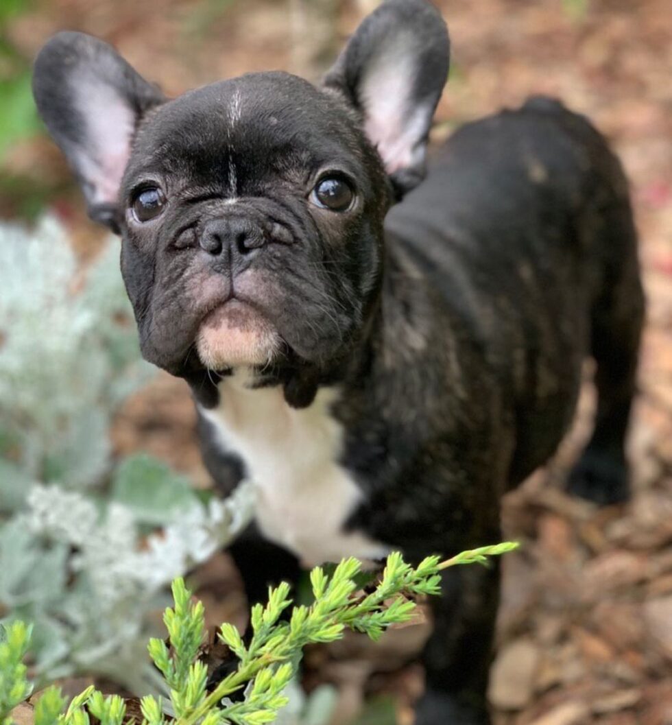 French bulldog for sale Craigslist/French bulldog craigslist