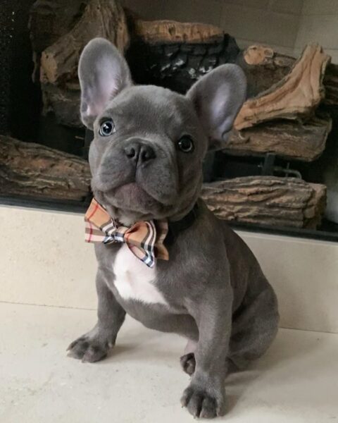 Micro french bulldog/Mini french bulldog/Mini french bulldogs