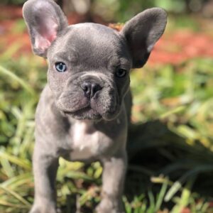 micro french bulldog