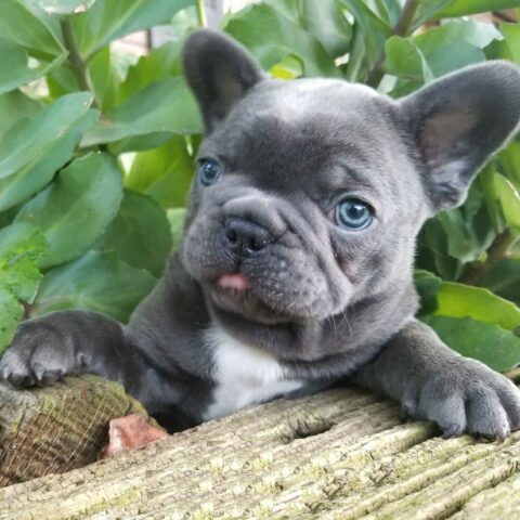 teacup french bulldog puppies for sale/teacup french bulldog for sale