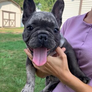 buy a french bulldog