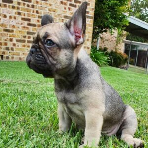 french bulldog puppies cleveland ohio