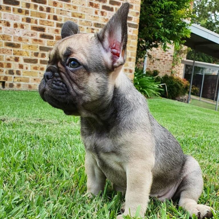 French bulldog puppies cleveland Ohio/French bulldog for sale OH