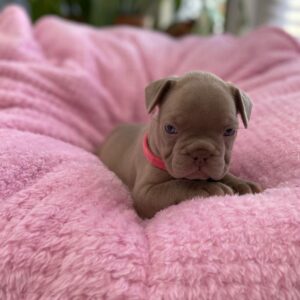 french bulldog puppies for sale under 1000 dollars