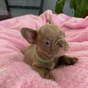 french bulldog puppies for sale under 1000 dollars