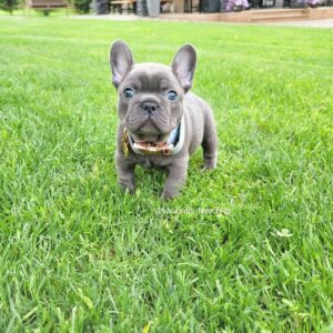 puppies for sale nsw sydney