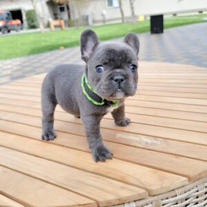 french bulldogs for sale qld