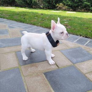 french bulldogs for sale australia