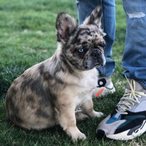 exotic french bulldog for sale